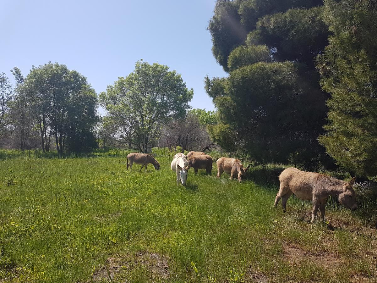 Analaya Βίλα Vias Εξωτερικό φωτογραφία